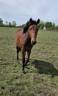 Merrie New Forest Te koop 2024 Donker bruin / bai ,  L'ancelot du m&eacute;nage