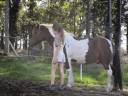 Ruin Andere pony rassen Te koop 2014 Bont