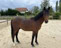 Ruin Franse rijpony PFS Te koop 2024 Donker bruin / bai ,  Jogry d&rsquo;Odival
