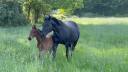 Draagmerrie Selle Fran&ccedil;ais Te koop 2005 Zwart ,  KIRIEL DU BANCO