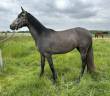 Merrie Welsh Partbred Te koop 2022 Schimmel ,  Carlisto d&rsquo;&eacute;t&eacute;