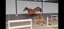 Top quality 4 yo gelding by Grandorado TN 