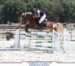 Ruin Franse rijpony PFS Te koop 2020 Lichte manen en staart