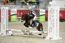 Merrie Shetland Te koop 2020 Donker bruin / bai