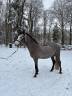 Ruin Connemara Te koop 2022 Schimmel ,  MEELICKS SMOKEY