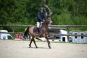 Ruin Franse rijpony PFS Te koop 2013 Isabel ,  VIERSEN K