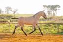 Veulen (ml) Lusitano Te koop 2025 Wildkleur