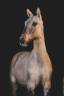 Veulen (ml) Lusitano Te koop 2025 Wildkleur