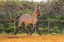 Veulen (ml) Lusitano Te koop 2025 Wildkleur