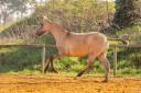 Veulen (vr) Lusitano Te koop 2025 Wildkleur