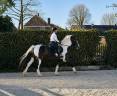 Cheval pie bai 4 ans BWP hongre 