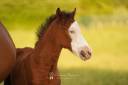 Veulen (ml) Belgische pony Te koop 2025 Donker bruin / bai