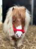 Merrie Shetland Te koop 2024 Bont ,  Lars van de Censhoeve