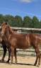 Veulen (vr) New Forest Te koop 2025 Vos ,  L'ancelot du m&eacute;nage