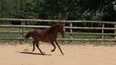 Veulen (vr) New Forest Te koop 2025 Vos ,  L'ancelot du m&eacute;nage