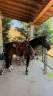 Emerson  - Quarter Horse 2017