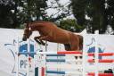 Merrie Franse rijpony PFS Te koop 2021 Vos ,  OPIUM DE TALMA
