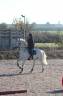 Ruin Franse rijpony PFS Te koop 2009 Schimmel ,  CARRYL DE BEAUCHAMP