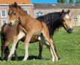 Veulen (vr) Welsh Pony (Section B) Te koop 2026 Bruin / Bai ,  Ysselvliedt's Seren Chevalier