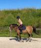 Merrie Franse rijpony PFS Te koop 2022 Bruinroan ,  Greatstar dembets tilia