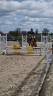 Hengst New Forest Te koop 2022 Donker bruin / bai