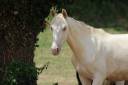Ruin PRE Puur Ras Spaans Te koop 2025 Cremello