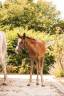 Hengst Welsh Partbred Te koop 2026 Vos