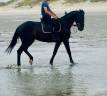 Ruin Franse draver  Te koop 2020 Donker bruin / bai