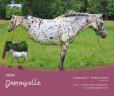 Merrie Ras onbekend Te koop 2013 Appaloosa