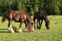 Veulen (ml) Gypsy Cob Te koop 2025 Bruin / Bai ,  Cillbarra Master Of Poppets