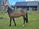 Ruin Franse rijpony PFS Te koop 2024 Bruin / Bai ,  Conte Bellini