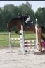Merrie Zangersheide Te koop 2010 Donker bruin / bai