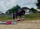 Hengst Franse rijpony PFS Te koop 2023 Donker bruin / bai