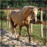 Merrie Welsh Pony (Section D), Welsh Cob  Te koop 2023 Palomino ,  Just a breeze Kiba