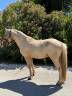 Hengst Welsh Partbred Te koop 2022 Palomino