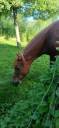 Merrie Welsh Pony (Section B) Te koop 2015 Vos