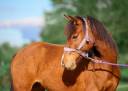 Merrie Franse rijpony PFS Te koop 2022 Donker bruin / bai ,  Opium d&rsquo;argent
