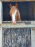 Hengst Welsh Pony (Section D), Welsh Cob  Te koop 2023 Vos ,  SYNOD ROYALSHOW