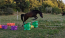 Merrie Andere pony rassen Te koop 2020 Bruin / Bai