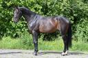Ruin Holsteiner Te koop 2020 Donker bruin / bai ,  Q-OXFORED QUALITY