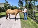 Veulen (vr) Welsh Partbred Te koop 2024 Isabel ,  Gwrthafan Black Admiral