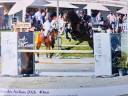Ruin KWPN Nederlands sportpaard Te koop 2015 Donker bruin / bai ,  Caretino Gold
