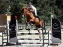 Ruin Franse rijpony PFS Te koop 2019 Vos