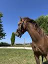 Hengst Welsh Pony (Section B) Te koop 2024 Donker bruin / bai