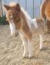Veulen (ml) Shetland Te koop 2024 Bont