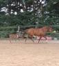 Merrie Franse rijpony PFS Te koop 2017 Vos ,  Blue tinka Tilia