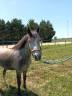 Merrie Welsh Partbred Te koop 2022 Schimmel ,  Oc&eacute;an du levant