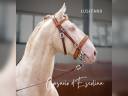 Ruin Lusitano Te koop 2012 Cr&egrave;me ,  SULTAO
