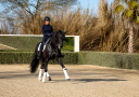 Merrie Duits sportpaard Te koop 2014 Zwart