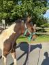 Ruin Welsh Partbred Te koop 2024 Bont